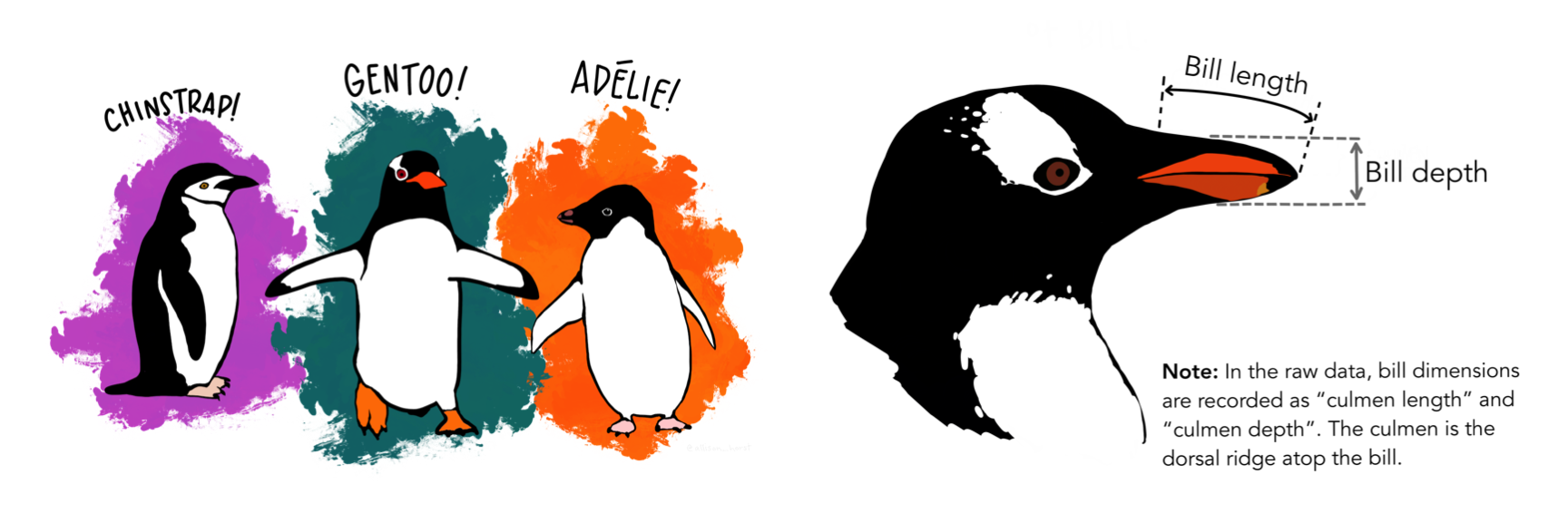 Da esquerda para direita: as diferentes espécies de pinguins Palmer e  ilustração do bico do pinguim -- Figuras de https://allisonhorst.github.io/palmerpenguins